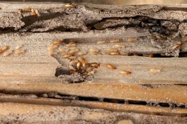 Trusted Yorktown Heights, NY Pest Control Experts